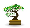 Vector simple style silhouette of cute bonsai tree grown in small shallow pot. Funny little home oak tree with green