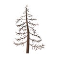 Vector Single Cartoon Brown Bare Pine Tree