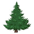 Vector Single Cartoon Pine Tree on White Background