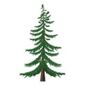 Vector Single Cartoon Pine Tree on White Background