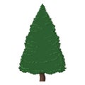 Vector Single Cartoon Pine Tree on White Background