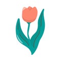 Vector single image of red tulip in hand drawn style. Stock isolated clipart on a white background.