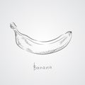 Vector Single Sketch Banana Royalty Free Stock Photo