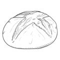 Vector Single Sketch Illustration - Homemade Wheat Bread Loaf
