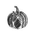 Vector Single Sketch Pumpkin