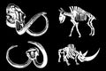 Vector skeleton of rhino and bull and skulls of mammoth isolated on black