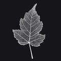 Vector skeletonized leaf of a bush on a black background.