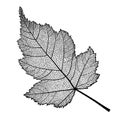 Vector skeletonized leaf of a bush on a white background.
