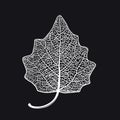 Vector skeletonized leaf of a Lombardy poplar on a black background