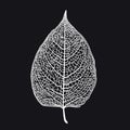 Vector skeletonized leaf of a tree on a black background