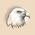 Vector sketch of bald eagle head profile in black on the beige background.