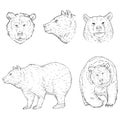 Vector Sketch Bear Illuistrations Set