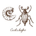 May bug sketch Royalty Free Stock Photo
