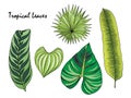 Sketch color set of the leaves of tropical