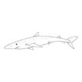 Vector Sketch Blue Shark