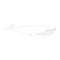 Vector Sketch Blue Whale Royalty Free Stock Photo
