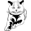Vector Sketch of the british cat Royalty Free Stock Photo