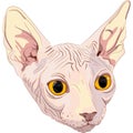 Vector Sketch the cat breed Sphynx