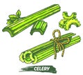 Vector sketch of celery steam and pieces