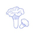 Vector sketch chanterelles mushrooms black and white graphics, autumn mushrooms isolated on white background