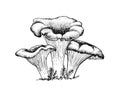 Vector sketch chanterelles