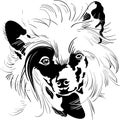 Vector sketch Chinese Crested dog hand drawing vector