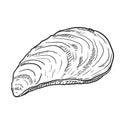 Vector Single Sketch Mussel Illustration