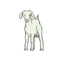 Vector sketch coloured isolated illustration farm animal. Young white goat with udders and no horns. The production of