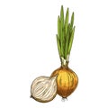 Vector sketch of common onion. Bulb vegetable.