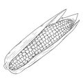 Vector Sketch Corn Cob