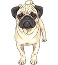 Vector sketch cute dog pug breed