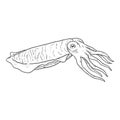 Vector Sketch Cuttle . Cephalopod Illustration