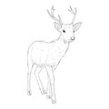 Vector Sketch Deer Illustration on White Bakcground