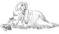 Vector Sketch dog Afghan hound breed lying Royalty Free Stock Photo