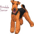 Vector sketch dog Airedale Terrier breed