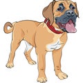 Vector sketch dog Boerboel breed