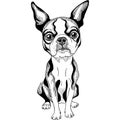 Vector sketch dog Boston Terrier breed serious