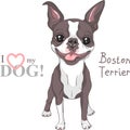 Vector sketch dog Boston Terrier breed smiling