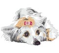 vector Sketch dog Chinese Crested breed