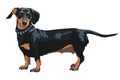 vector sketch dog Dachshund breed Royalty Free Stock Photo