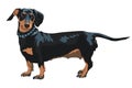 vector sketch dog Dachshund breed