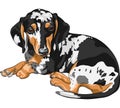 vector Sketch dog Dachshund breed lying