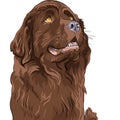 vector Sketch dog Newfoundland hound breed sitting