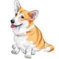 vector Sketch dog Pembroke Welsh corgi smiling