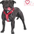 Vector sketch dog Staffordshire Bull Terrier breed