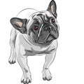 vector Sketch domestic dog French Bulldog breed Royalty Free Stock Photo