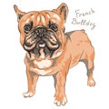 Vector sketch domestic dog French Bulldog breed Royalty Free Stock Photo