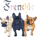 Vector sketch domestic dog French Bulldog breed Royalty Free Stock Photo