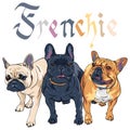 Vector sketch domestic dog French Bulldog breed Royalty Free Stock Photo