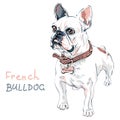 Vector sketch domestic dog French Bulldog breed Royalty Free Stock Photo